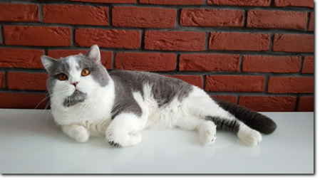 kocurek Carlo